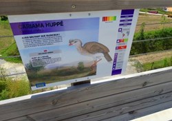 Cariama huppé