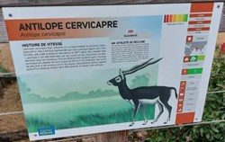 Antilope Cervicapre