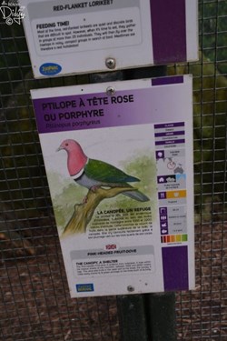 Ptilope à tête rose ou porphyre