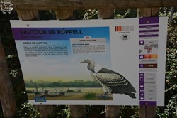 Vautour de Rüppell