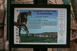 Kangourou arboricole de Goodfellow