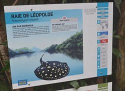 Raie de Léopolde