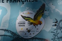 Conure Soleil