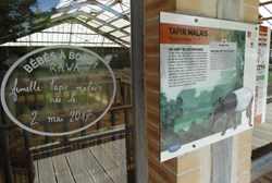 Tapir Malais