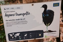 Agami Trompette