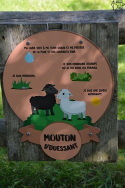 Mouton d'Ouessant