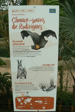 Chauve-Souris de Rodrigues