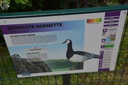 Bernache Nonnette