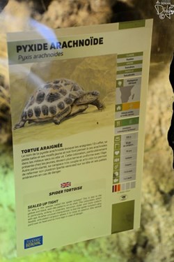 Pyxide Arachnoïde