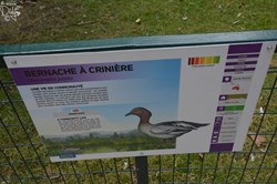 Bernache à Crinière