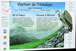 Vautour de l'Himalaya