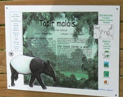 Tapir Malais