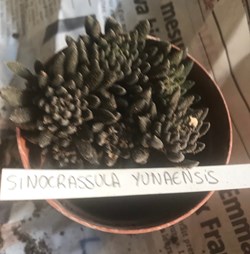 Sinocrassula yunannensis (jade chinois)