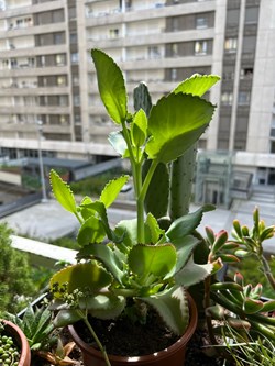 Kalanchoe laetivirens