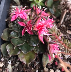 Graptopetalum bellum