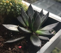 Echeveria Affinis « Black knight »