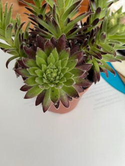 Sempervivum montanum ssp montanum