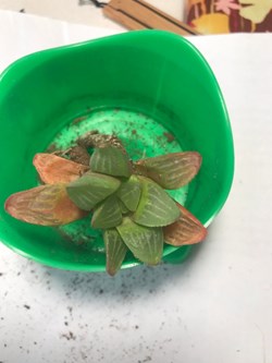 Haworthia retusa