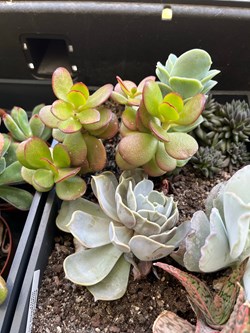 Crassula ovata arbre de jade
