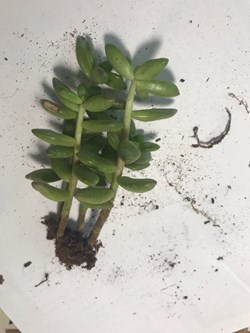 Sedum lucidum obesum