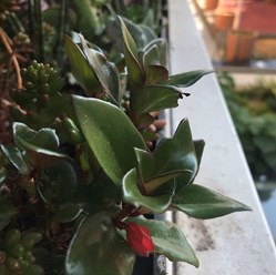 Nematanthus gregarius