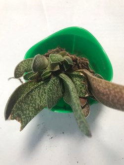 Gasteria bicolor