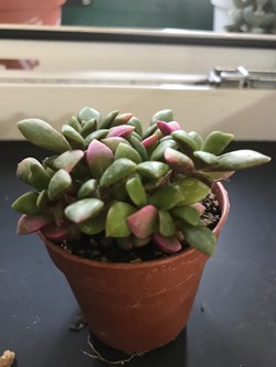 Anacampseros rufescens
