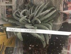 Senecio Scaposus