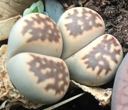Lithops Julii 'Kikusiyo Giyoku'