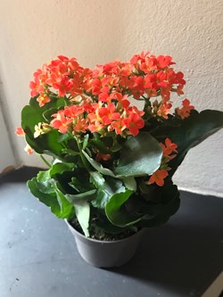 Kalanchoe de Bloosfeld