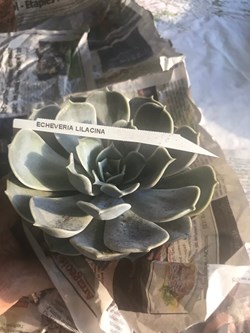 Echeveria lilacina