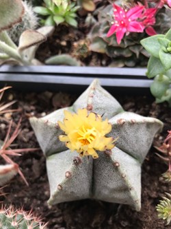 Astrophytum myriostigma