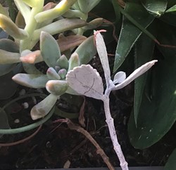 Kalanchoe Millotii