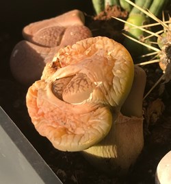 Lithops hookeri