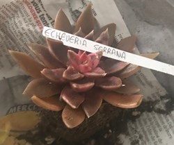 Echeveria serrana