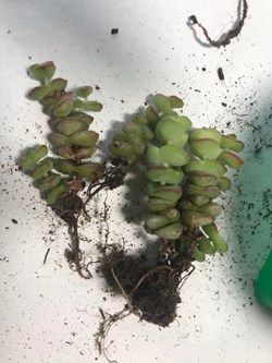 Crassula marnieriana