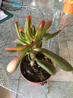Crassula ovata gollum