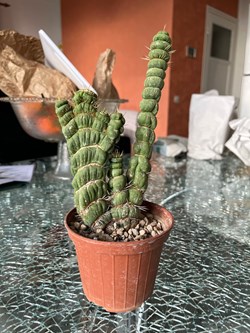 Eulychnia castanea spiralis cristata