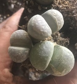 Lithops marmorata