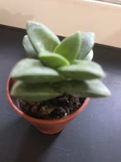 Crassula lactea