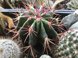 Parodia roseoluteus