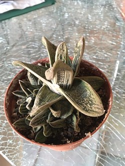 Gasteria "Little Warty"