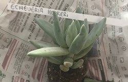 Echeveria hookerii ou Pachyphytum hookeri
