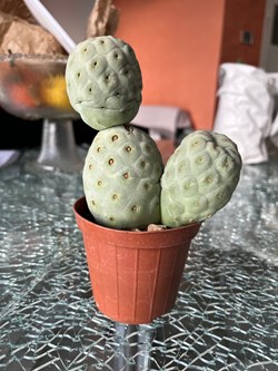 Tephrocactus geometricus