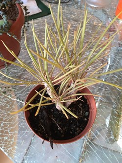 Asphodelus fistulosus - Asphodèle fistuleux