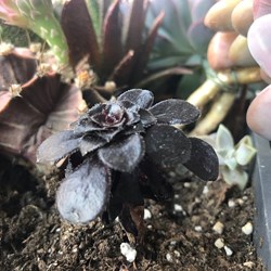 Aeonium arboreum