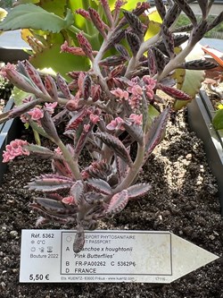 Kalanchoe x houghtonii 'Pink Butterflies'