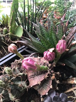 Gymnocalycium mihanovichii