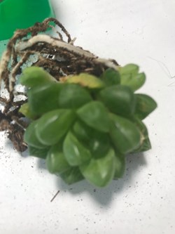 Haworthia obtusa