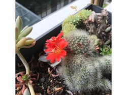 Mammillaria hahniana